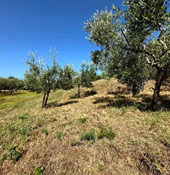 Foto annuncio 29