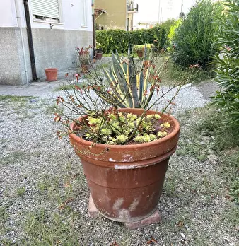 Foto annuncio 19