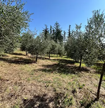 Foto annuncio 6