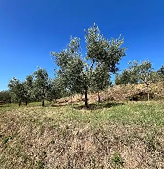 Foto annuncio 4