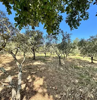 Foto annuncio 9