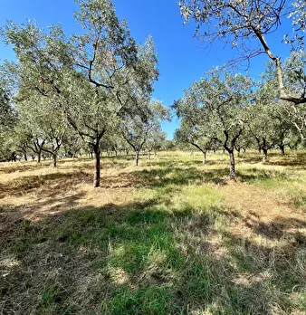 Foto annuncio 8