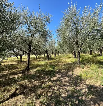 Foto annuncio 5