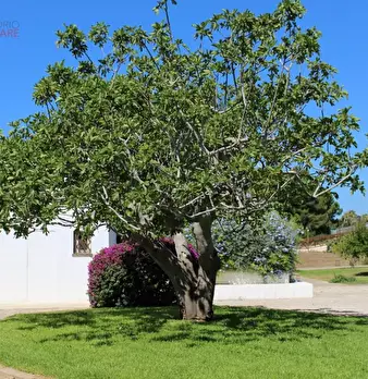 Foto annuncio 9
