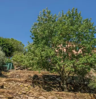 Foto annuncio 47