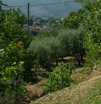 Foto annuncio 39