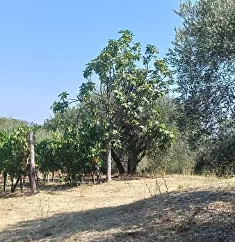 Foto annuncio 40