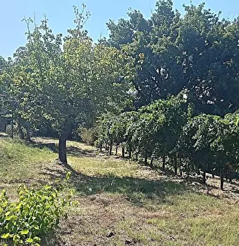 Foto annuncio 42