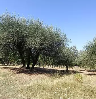 Foto annuncio 41
