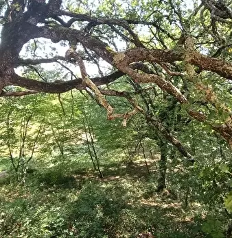 Foto annuncio 36