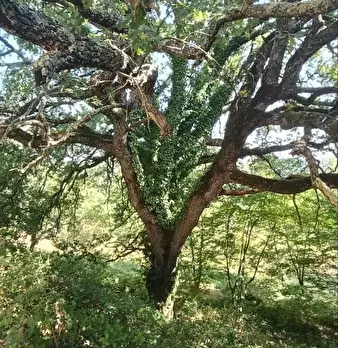 Foto annuncio 39