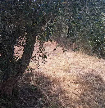Foto annuncio 102