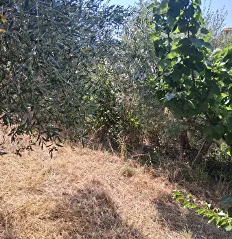 Foto annuncio 101