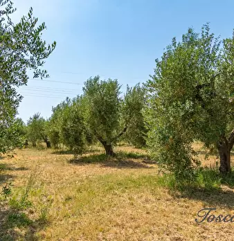 Foto annuncio 64