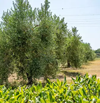 Foto annuncio 61