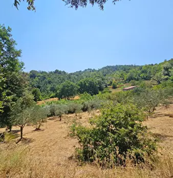 Foto annuncio 10