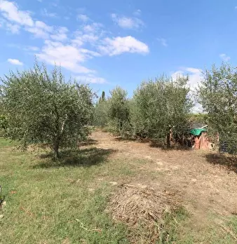 Foto annuncio 21