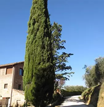 Foto annuncio 5