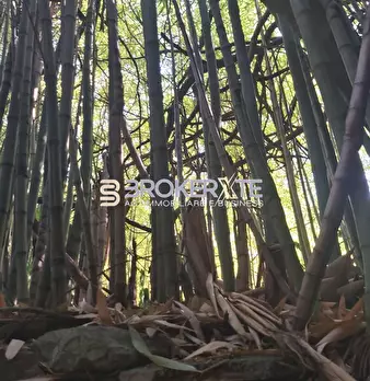Foto annuncio 84