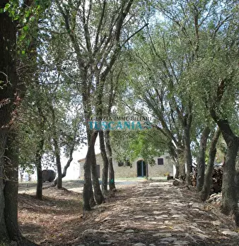 Foto annuncio 73