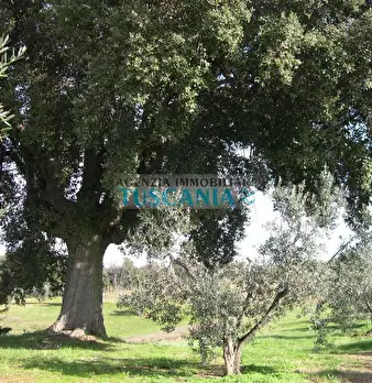 Foto annuncio 11