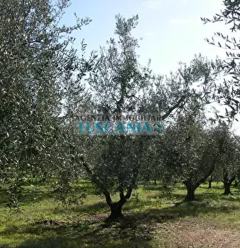 Foto annuncio 9