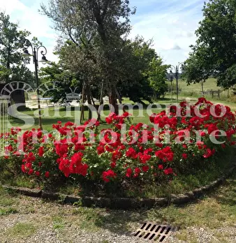 Foto annuncio 11