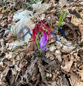 Foto annuncio 75