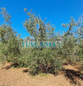 Foto annuncio 11