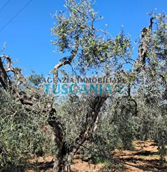 Foto annuncio 17