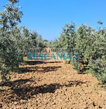 Foto annuncio 15