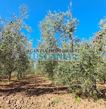 Foto annuncio 16
