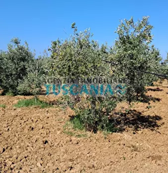 Foto annuncio 4