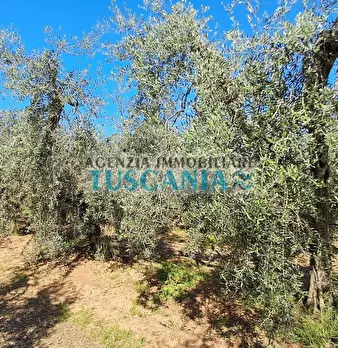 Foto annuncio 12