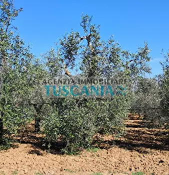 Foto annuncio 8