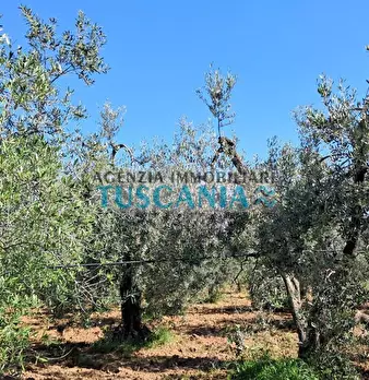 Foto annuncio 7