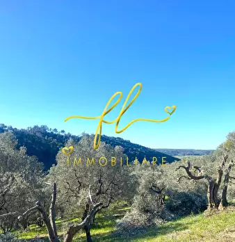 Foto annuncio 10