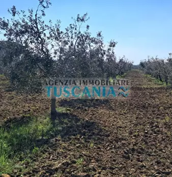Foto annuncio 28