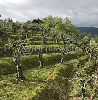 Foto annuncio 6