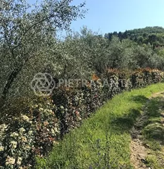 Foto annuncio 8