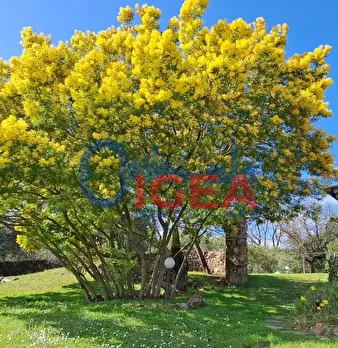 Foto annuncio 60