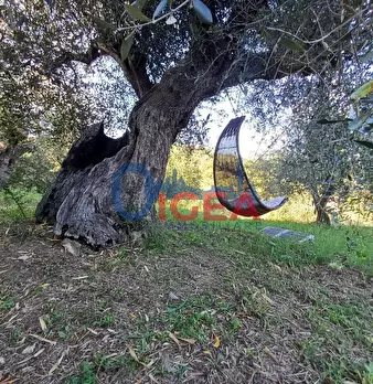 Foto annuncio 42