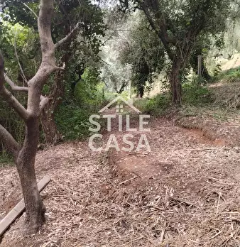Foto annuncio 53