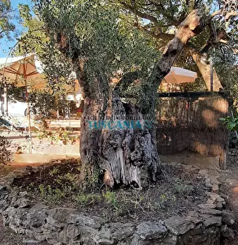 Foto annuncio 41