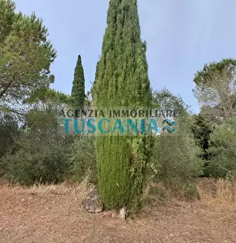Foto annuncio 46