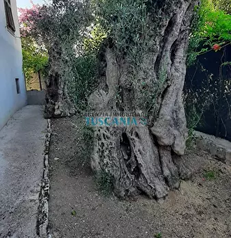 Foto annuncio 42