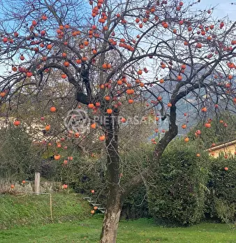 Foto annuncio 12