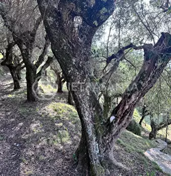 Foto annuncio 57