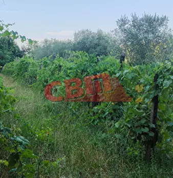 Foto annuncio 46