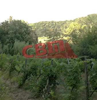 Foto annuncio 52